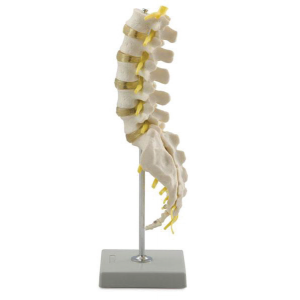 Lumbar Spinal Column with Sacral and Coccyx Bones